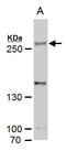 SET Domain Containing 1A, Histone Lysine Methyltransferase antibody, GTX129036, GeneTex, Western Blot image 