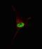 Telomerase Reverse Transcriptase antibody, LS-B11086, Lifespan Biosciences, Immunofluorescence image 