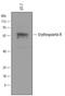 Erythropoietin Receptor antibody, MAB3072, R&D Systems, Western Blot image 