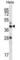 RAD23 Homolog A, Nucleotide Excision Repair Protein antibody, abx028138, Abbexa, Western Blot image 