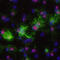 Oligodendrocyte Transcription Factor 2 antibody, AF2418, R&D Systems, Immunofluorescence image 