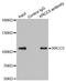 X-Ray Repair Cross Complementing 5 antibody, LS-C334351, Lifespan Biosciences, Immunoprecipitation image 