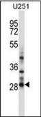 Homeobox C4 antibody, orb221123, Biorbyt, Western Blot image 