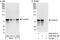Src substrate protein p85 antibody, A302-607A, Bethyl Labs, Immunoprecipitation image 