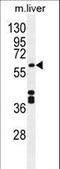 Cytochrome P450 Family 1 Subfamily A Member 2 antibody, LS-C167208, Lifespan Biosciences, Western Blot image 