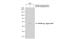 Isocitrate Dehydrogenase (NADP(+)) 1, Cytosolic antibody, GTX629818, GeneTex, Western Blot image 