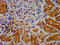 Dysbindin-1 antibody, LS-C672342, Lifespan Biosciences, Immunohistochemistry paraffin image 