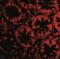 RASD Family Member 2 antibody, NBP1-77313, Novus Biologicals, Immunofluorescence image 