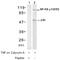 Nuclear factor NF-kappa-B p105 subunit antibody, AP02560PU-S, Origene, Western Blot image 