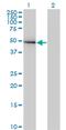 GIT ArfGAP 2 antibody, MA5-20838, Invitrogen Antibodies, Western Blot image 