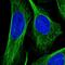 OFD1 Centriole And Centriolar Satellite Protein antibody, PA5-56641, Invitrogen Antibodies, Immunofluorescence image 