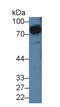 Signal Regulatory Protein Alpha antibody, LS-C374042, Lifespan Biosciences, Western Blot image 