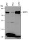 Nuclear Factor Of Activated T Cells 3 antibody, MAB5834, R&D Systems, Western Blot image 
