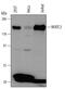 Nuclear Factor Of Activated T Cells 3 antibody, MAB5834, R&D Systems, Western Blot image 