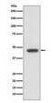FOXP3 antibody, M00011-4, Boster Biological Technology, Western Blot image 