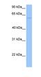 Chaperonin Containing TCP1 Subunit 6B antibody, orb325879, Biorbyt, Western Blot image 