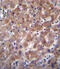 Indoleamine 2,3-dioxygenase 2 antibody, abx026792, Abbexa, Immunohistochemistry frozen image 