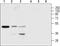 P2Y purinoceptor 1 antibody, PA5-77678, Invitrogen Antibodies, Western Blot image 