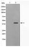 Autophagy Related 4B Cysteine Peptidase antibody, TA347590, Origene, Western Blot image 