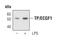 Thymidine Phosphorylase antibody, PA5-17098, Invitrogen Antibodies, Western Blot image 