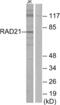 RAD21 Cohesin Complex Component antibody, abx014058, Abbexa, Western Blot image 