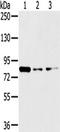 Glycerol-3-Phosphate Dehydrogenase 2 antibody, TA351230, Origene, Western Blot image 
