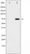 p65 antibody, TA325801, Origene, Western Blot image 