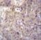 Homeodomain Interacting Protein Kinase 1 antibody, LS-C166876, Lifespan Biosciences, Immunohistochemistry frozen image 