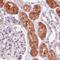 Isocitrate Dehydrogenase (NADP(+)) 1, Cytosolic antibody, NBP2-52882, Novus Biologicals, Immunohistochemistry frozen image 
