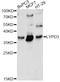 Ly6/PLAUR domain-containing protein 3 antibody, LS-C749856, Lifespan Biosciences, Western Blot image 