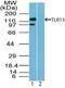 TLR13 antibody, PA5-23107, Invitrogen Antibodies, Western Blot image 