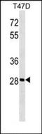 Cadherin 7 antibody, orb304719, Biorbyt, Western Blot image 
