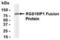 GIPC PDZ Domain Containing Family Member 1 antibody, XW-8025, ProSci, Western Blot image 