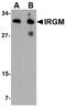 Hes Family BHLH Transcription Factor 7 antibody, AP22614PU-N, Origene, Western Blot image 