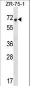 REST Corepressor 1 antibody, LS-C162520, Lifespan Biosciences, Western Blot image 