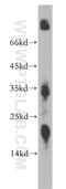 Zinc Finger Protein 146 antibody, 20385-1-AP, Proteintech Group, Western Blot image 