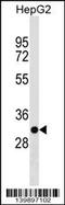 T Cell-Interacting, Activating Receptor On Myeloid Cells 1 antibody, 60-185, ProSci, Western Blot image 