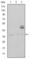 CD1a Molecule antibody, abx015794, Abbexa, Western Blot image 