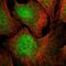 Glypican 5 antibody, HPA044081, Atlas Antibodies, Immunofluorescence image 