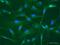 NOG antibody, ab16054, Abcam, Immunofluorescence image 