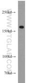 Collagen Type XVI Alpha 1 Chain antibody, 19802-1-AP, Proteintech Group, Western Blot image 