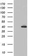 Histone Deacetylase 11 antibody, TA804383, Origene, Western Blot image 