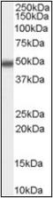 Methyl-CpG Binding Domain Protein 2 antibody, orb88989, Biorbyt, Western Blot image 