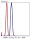 Glutamate Metabotropic Receptor 5 antibody, NBP2-67508, Novus Biologicals, Flow Cytometry image 