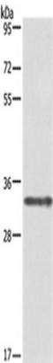 Interleukin-1 alpha antibody, TA349352, Origene, Western Blot image 