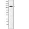 Sperm Associated Antigen 5 antibody, abx218730, Abbexa, Western Blot image 