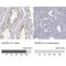 GLIPR1 Like 2 antibody, NBP1-81091, Novus Biologicals, Immunohistochemistry paraffin image 