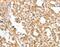 Aprataxin antibody, MBS2520304, MyBioSource, Immunohistochemistry frozen image 