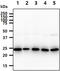 BCL2 Associated Athanogene 2 antibody, GTX57685, GeneTex, Western Blot image 