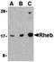 Ras Homolog, MTORC1 Binding antibody, orb74613, Biorbyt, Western Blot image 